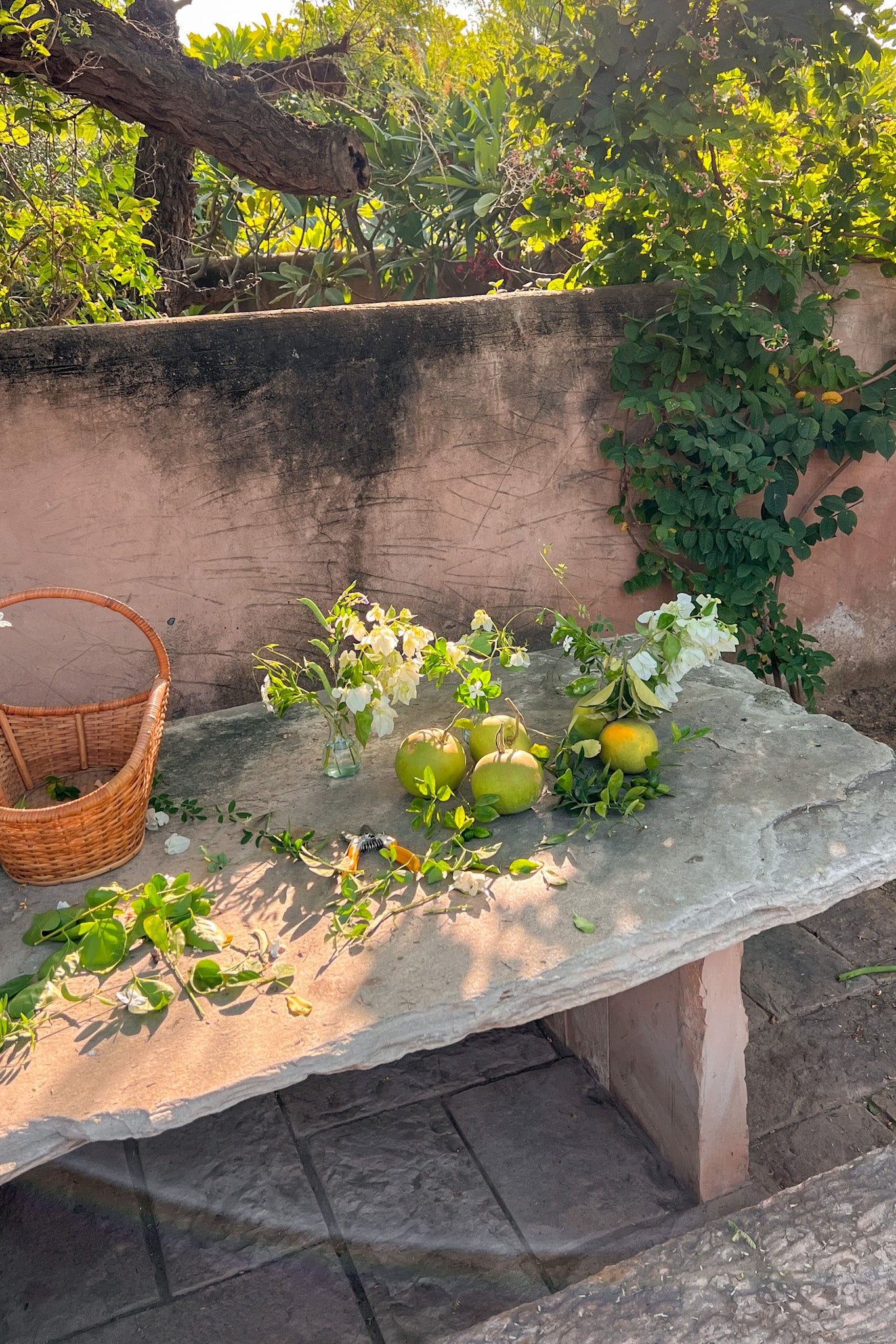 Pomelo fruits and flowers in Rajasthan India